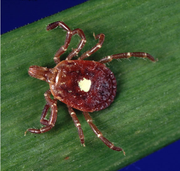 Adult female Lone Star tick (Amblyomma americanum) showing the single cream-colored dot on its reddish-brown back.